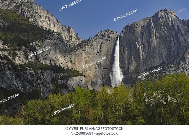 Yosemite Falls, through the trees