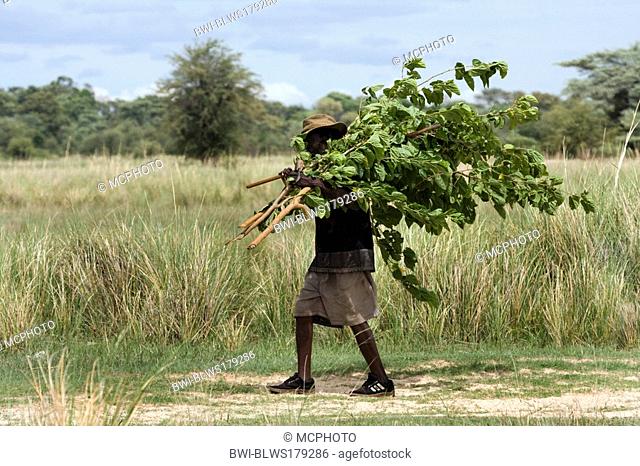old African man carrying shrub, Namibia, Mahango National Park