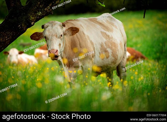 Cows on a spring meadow looking to the camera