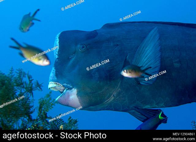Bumphead Parrotfish - with Damselfish - Liberty Wreck dive site, Tulamben, Bali, Indonesia