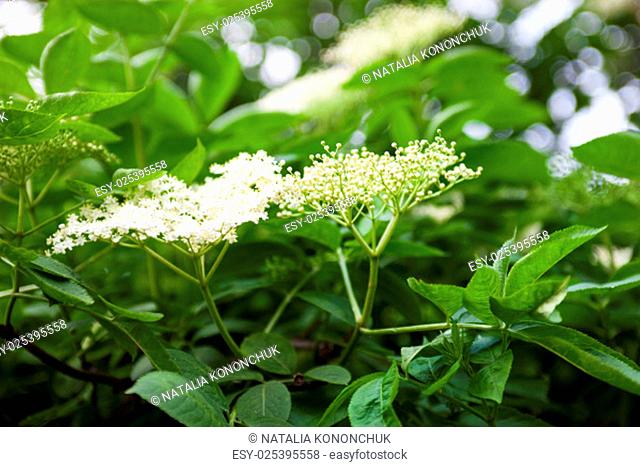 Flowers and buds of the black elder (Sambucus)