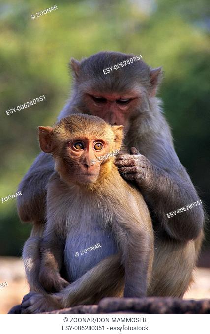 Rhesus macaques (Macaca mulatta) grooming each oth