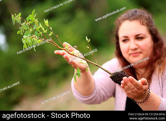 24 June 2021, Saxony-Anhalt, Drei-Annen-Hohne: Franziska Frölich from the Harz Hospital Dorothea Christiane Erxleben carries a young beech tree to the...