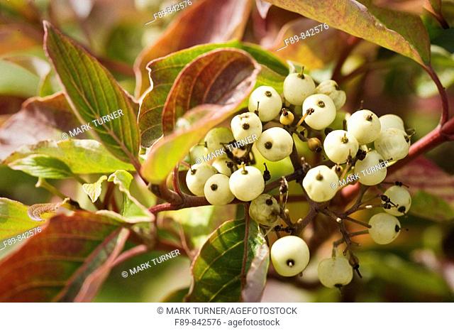 Red-osier Dogwood fruit and foliage detail