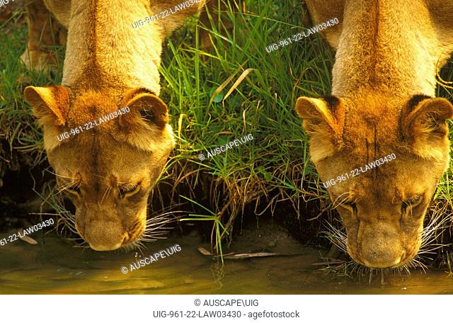 African lion (Panthera leo), females drinking and showing the powerful build that makes the species the king of beasts, though a top order predator the lion is...