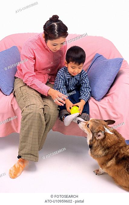 Mother and son playing with a Pembroke Welsh Corgi, sitting on a pink sofa, High Angle View