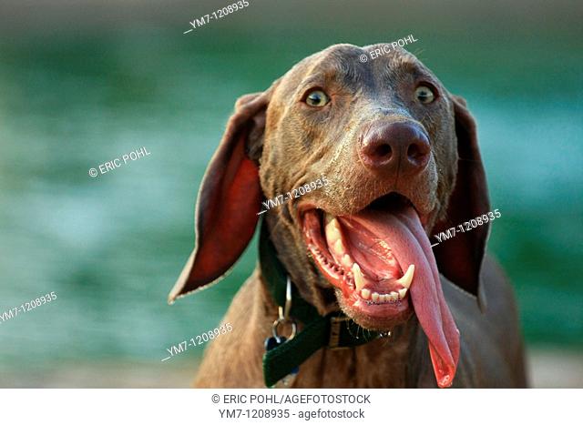 A young weimaraner dog is blissfully elated after a swim at one of Houston's premiere bark parks