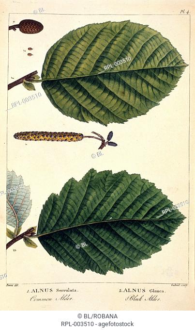Common Alder & Black Alder plants. Image taken from Histoire des Arbres Forestiers de l'Amerique Septentrionale, consideres principalement sous les rapports de...