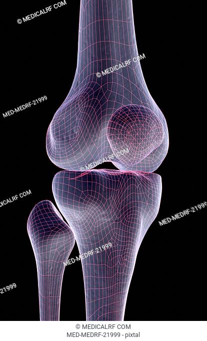 The bones of the knee