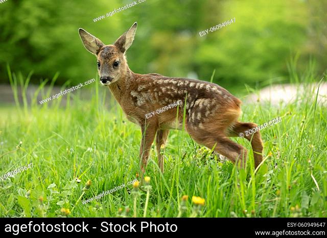 Beautiful Deer Fawn standing on meadow with flowers in springtime