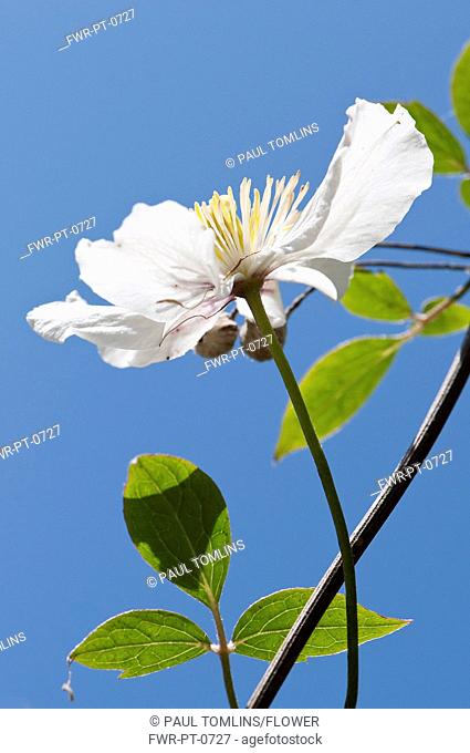Single, pale pink - white flower of Clematis montana in bright sunlight against cloudless blue sky