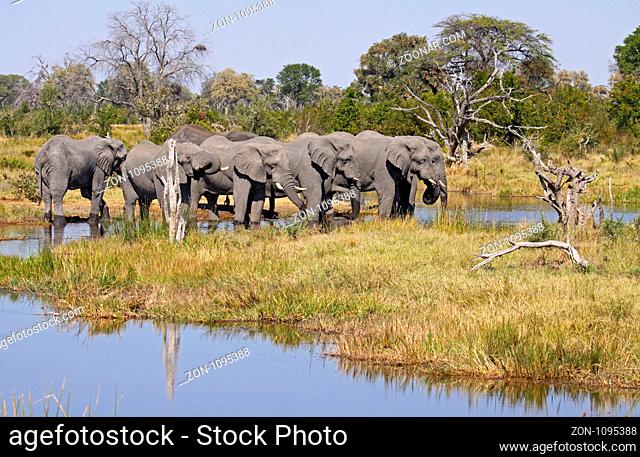 Afrikanische Elefanten (Loxodonta africana) an einem Fluss im Chobe Nationalpark, Botswana