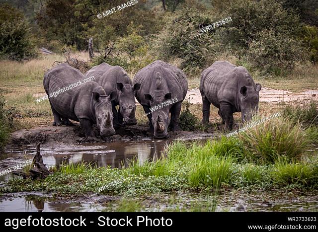 A crash of white rhino, Ceratotherium simum, drink togther at a waterhole