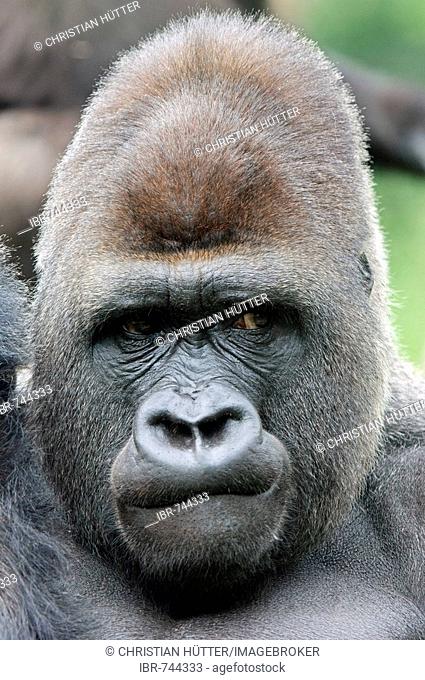 Male Western Lowland Gorilla (Gorilla gorilla gorilla), silverback