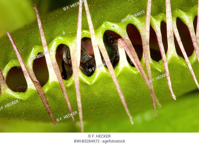 Venus Flytrap, Venus's Flytrap, Venus' Flytrap, Venus Fly Trap, Venus's Fly Trap, Venus' Fly Trap, Fly-Trap (Dionaea muscipula), closed leaf trap with fly
