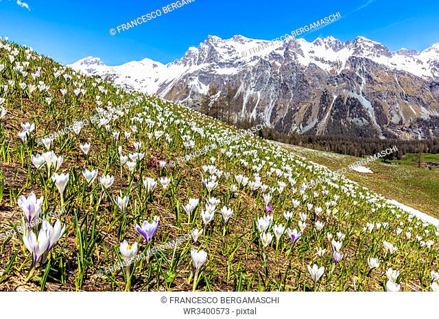Flowering of Crocus nivea in Val Fex (Fex Valley), Engadine, Canton of Grisons (Graubunden), Switzerland, Europe