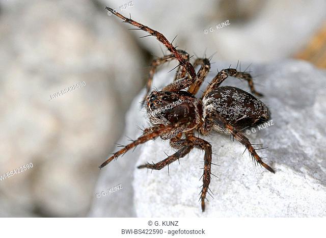 lynx spider (Oxyopes ramosus), on a stone, Austria