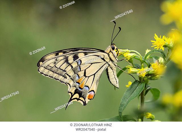 Papilio machaon, Swallowtail butterfly, Germany