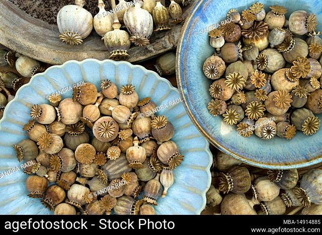 dried poppy pods in blue earthenware bowls, close up, top view