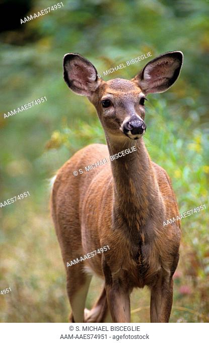 White-tailed deer (Odocoileus virginianus) Maine