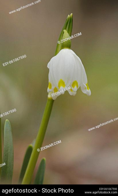 Märzbecher, Leucojum vernum, Spring snowflake, Blüte
