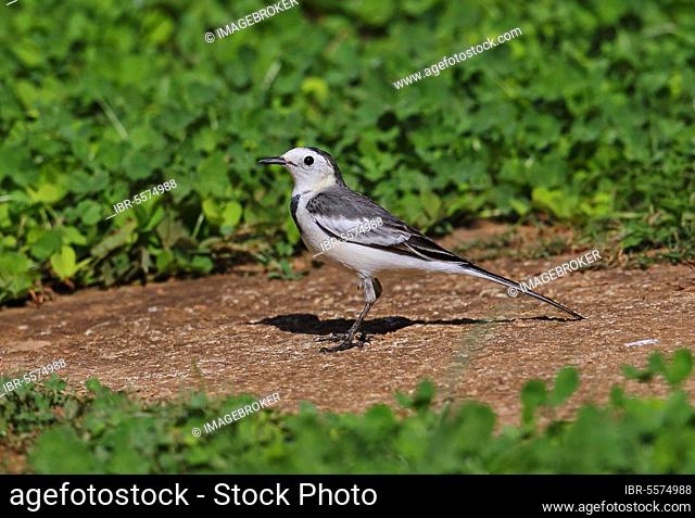 Black Wagtail (Motacilla alba leucopsis) adult female, standing on the ground, Doi Ang Khang, Chiang Mai Province, Thailand, Asia