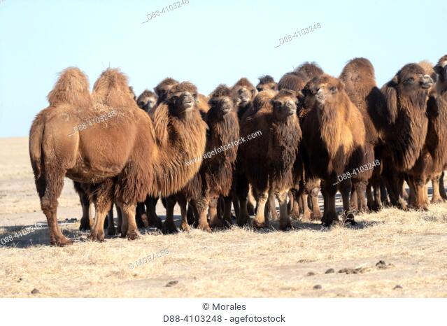 Asie, Mongolie, Est de la Mongolie, Steppe, Chameau de Bactriane (Camelus bactrianus)/ Asia, Mongolia, East Mongolia, Steppe area