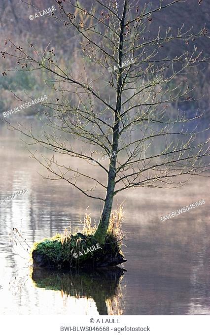 common alder, black alder, European alder Alnus glutinosa, tree in the water