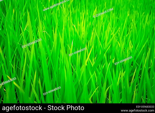 Green grass background overlay photographed in the garden in the early morning in Sumatra, Indonesia