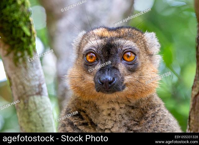 The portrait of a red lemur in its natural environment