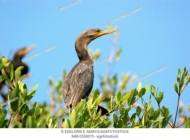 Neotropic cormorant, Laguna de Unare, Venezuela