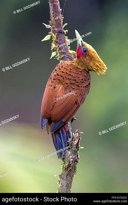 Chestnut-colored Woodpecker male (Celeus castaneus) - La Laguna del Lagarto Eco-Lodge, Boca Tapada, Costa Rica