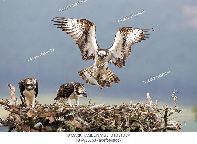 Osprey Pandion haliaetus male approaching nest with fish for chicks Northern Scotland, UK  July 2008