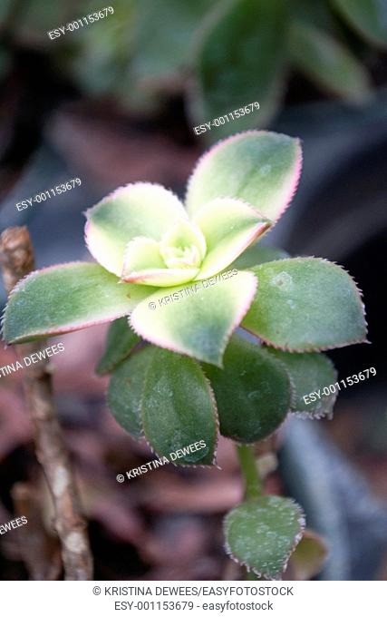 A multicolored Sedum with pink sawtooth edges