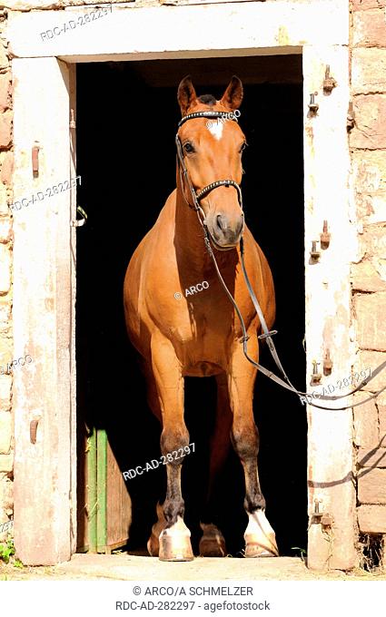Franches Montagnes, gelding, stable door / Freiberger, draught horse, draft horse