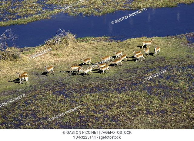 Red Lechwe (Kobus leche), in the floodplain, aerial view. Okavango Delta, Moremi Game Reserve, Botswana. The Okavango Delta is home to a rich array of wildlife