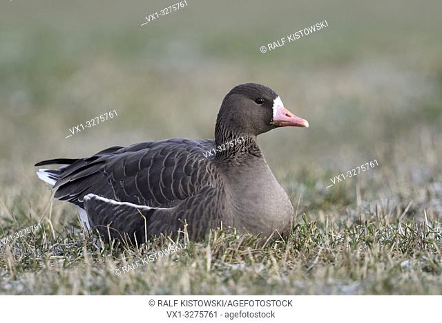 Greater White-fronted Goose ( Anser albifrons ), single bird in winter, resting in grass on a frozen pasture, wildlife, Europe