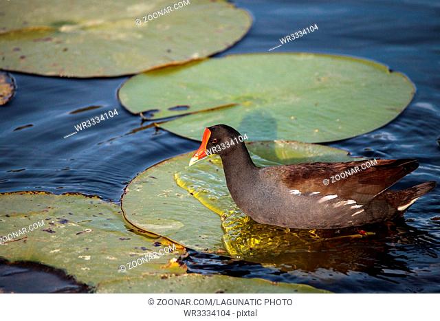 Common moorhen bird Gallinula chloropus forages for food in a marsh in Naples, Florida