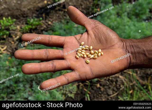 close up of farmer's hands holding wheat grains
