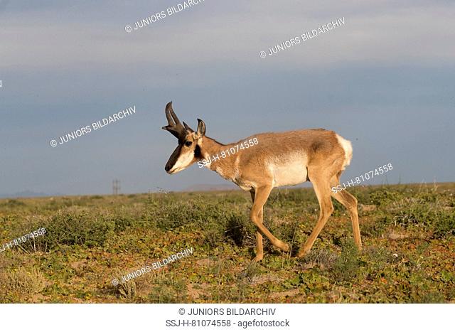 Baja California Pronghorn (Antilocapa americana peninsularis). Adult male walking in semi-desert. The wild population is estimated at 200