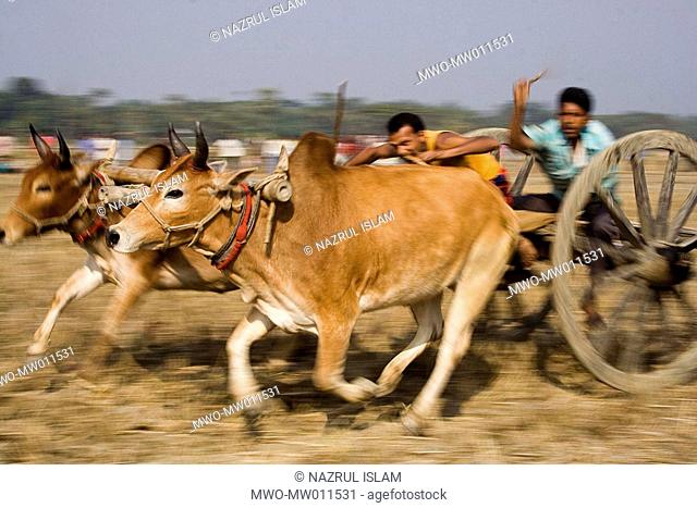 Bullock cart race or ‘Gorur Gari Dabor’ is a common scene of the rural areas of Jessore during winter The race begins after harvesting of Amman Paddy when vast...