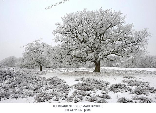 English Oaks (Quercus robur) with hoarfrost, Emsland, Lower Saxony, Germany