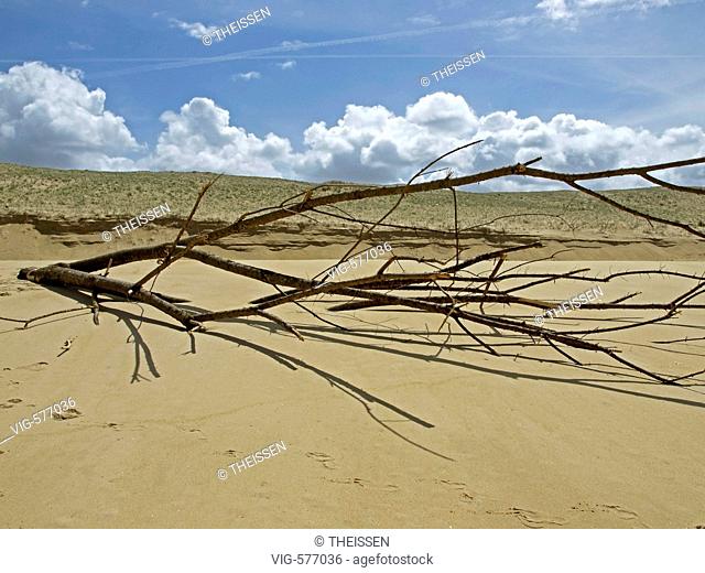 Atlantic Ocean, stranded tree on the beach . - 15/05/2007
