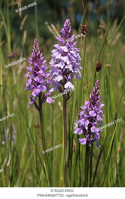Spotted orchid Dactylorhiza maculata - Allemanskamp, Ede, Veluwe, Guelders, The Netherlands, Holland, Europe
