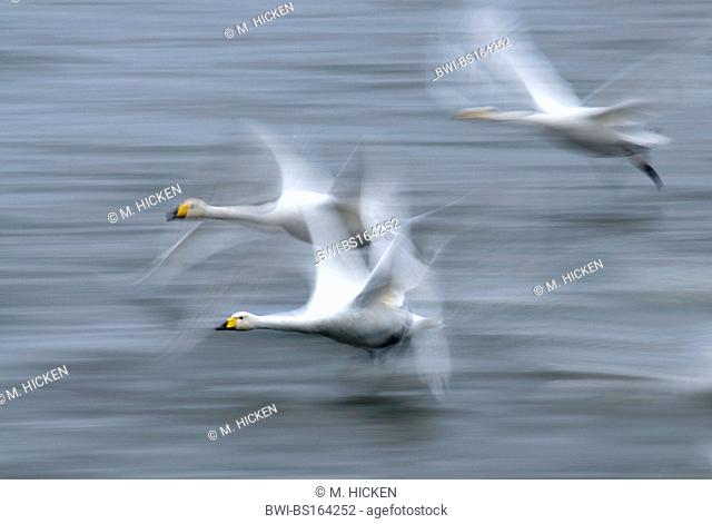 whooper swan (Cygnus cygnus), impression of whooper swans, United Kingdom, Scotland