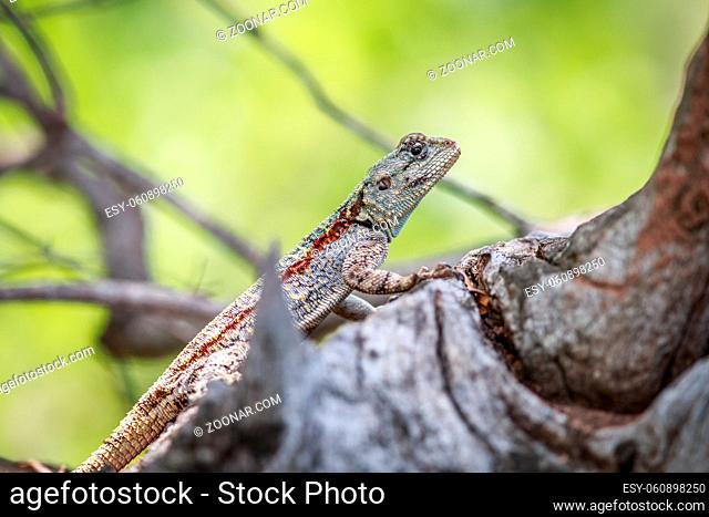 Southern tree agama on a branch in the Kruger National Park, South Africa