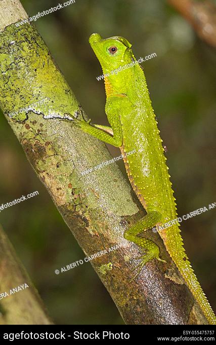 Hump-nosed Lizard, Lyriocephalus scutatus, Sinharaja National Park Rain Forest, Sinharaja Forest Reserve, World Heritage Site, UNESCO, Biosphere Reserve