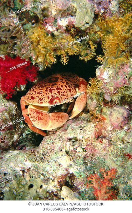 Coral Crab (Carpilius convexus), Red Sea