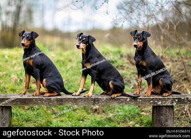 German Pinscher. Three adult dogs sitting on a wooden bench. Germany