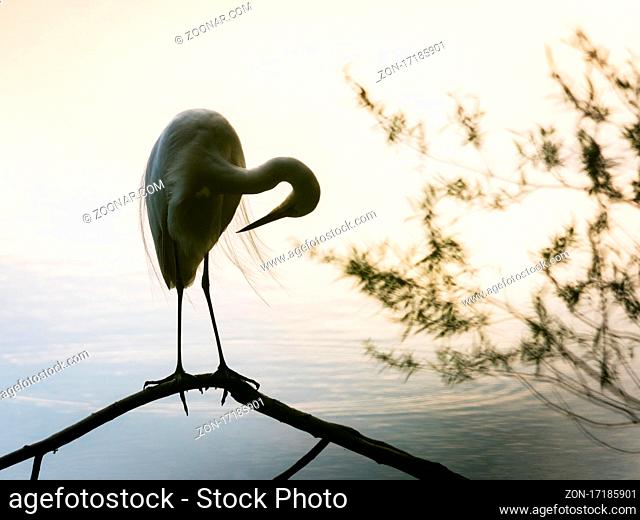 Silhouette of the profile of a Great White Egret standing on a small branch on a lake